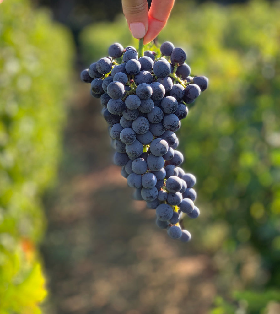 Cabernet Sauvignon grape cluster.