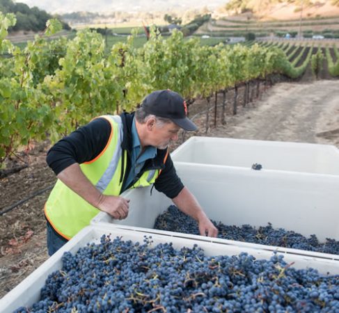 Quality control at harvest. 