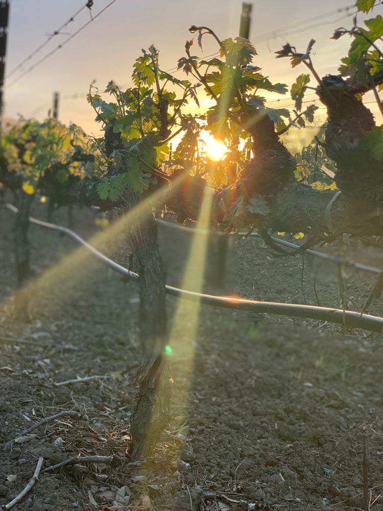 CHÂTEAU NAPA vineyard at sunset.