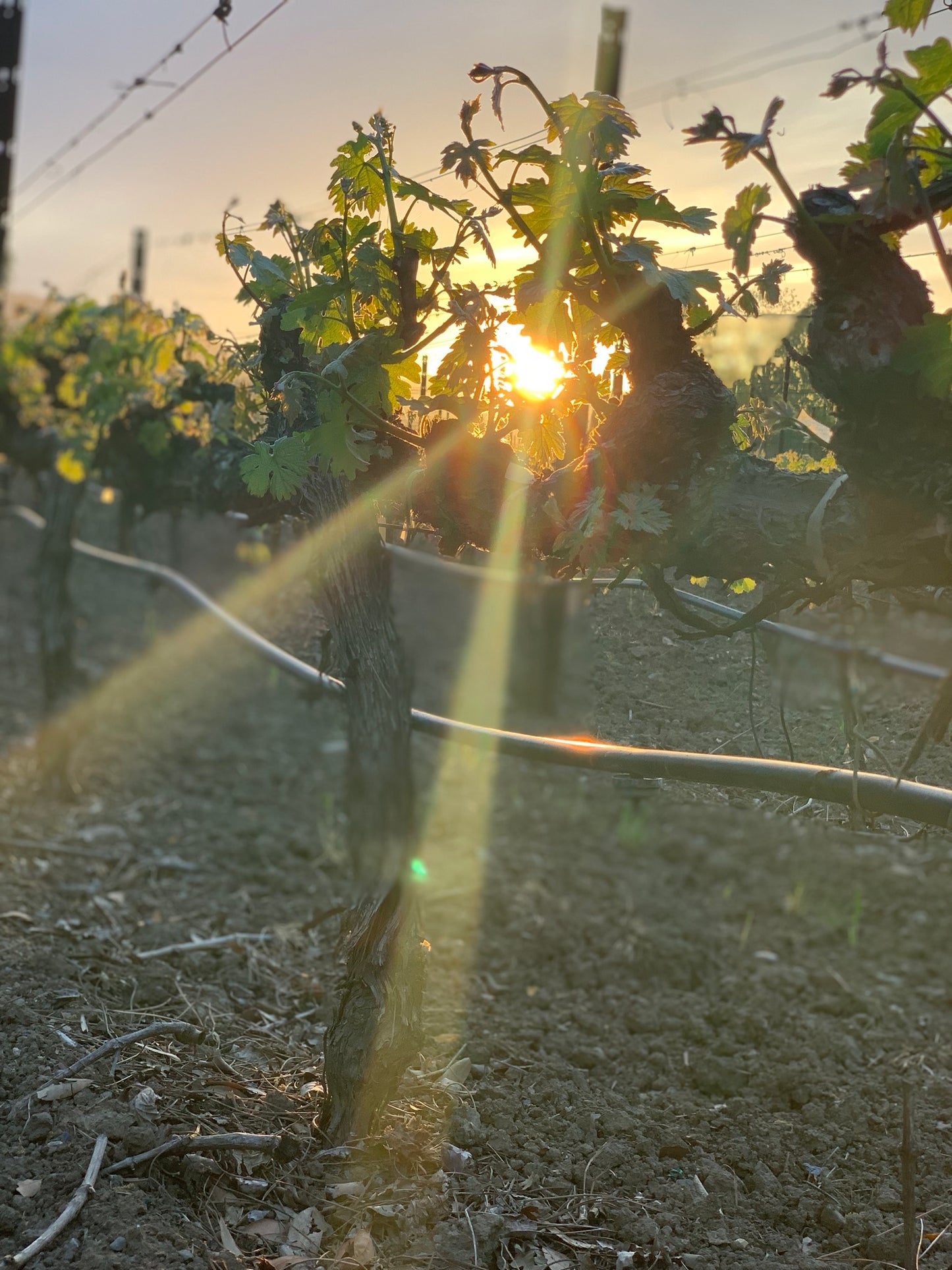 CHÂTEAU NAPA vineyard at sunset.