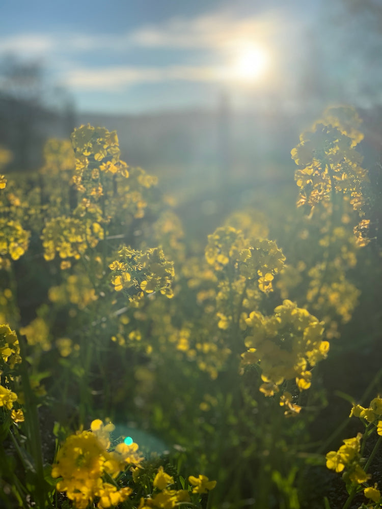 Blooming mustard cover crop in CHÂTEAU NAPA vineyard.in 