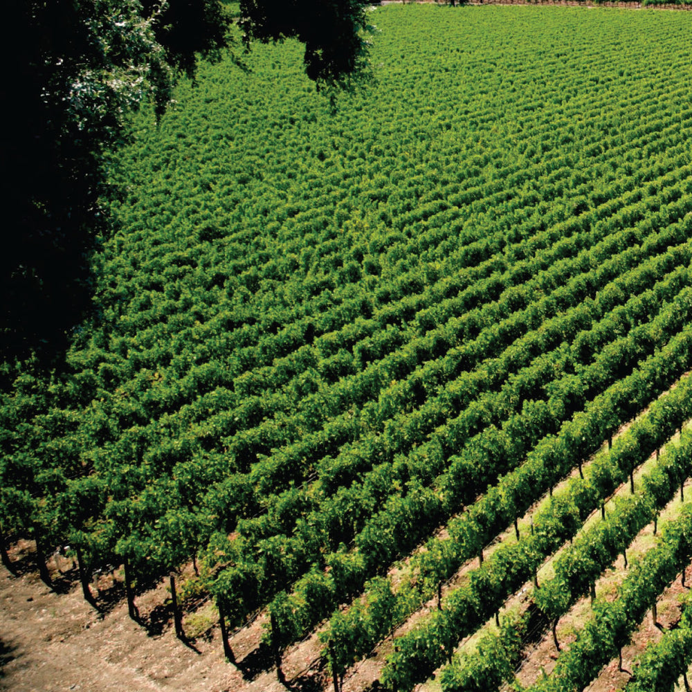 Aerial view of a CHÂTEAU NAPA vineyard.