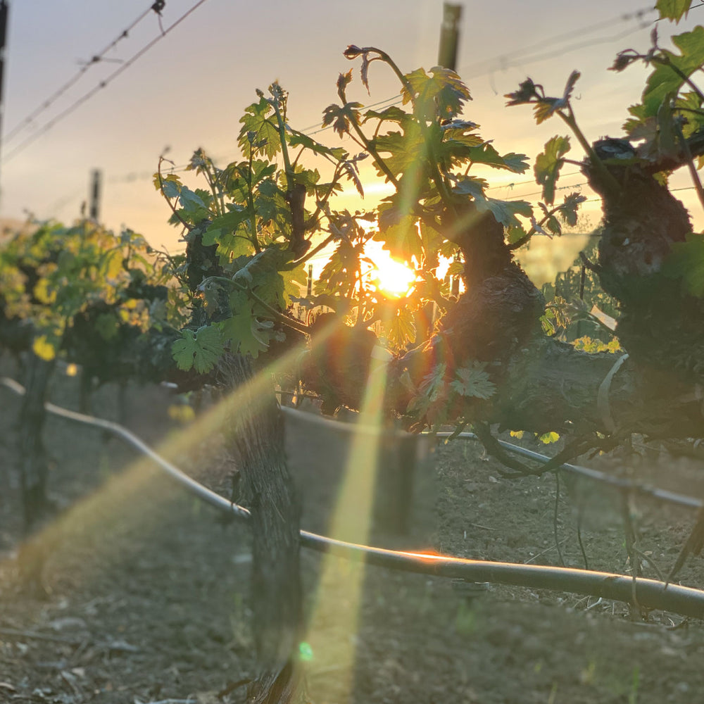 CHÂTEAU NAPA vineyard at sunset.