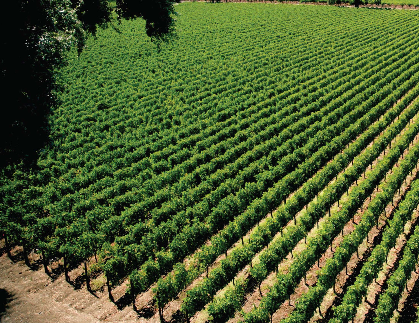 Aerial view of a CHÂTEAU NAPA vineyard.