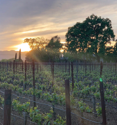 Springtime vineyard at sunset,